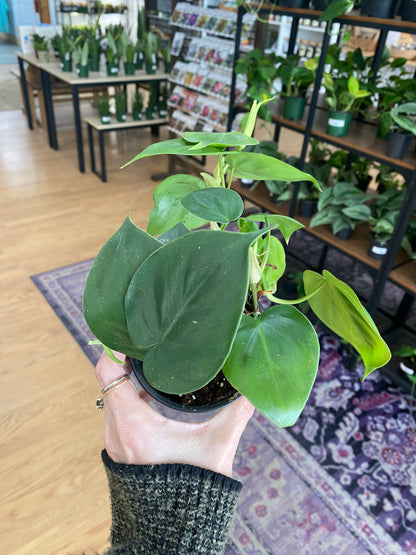 Philodendron cordatum 'Heart Leaf'