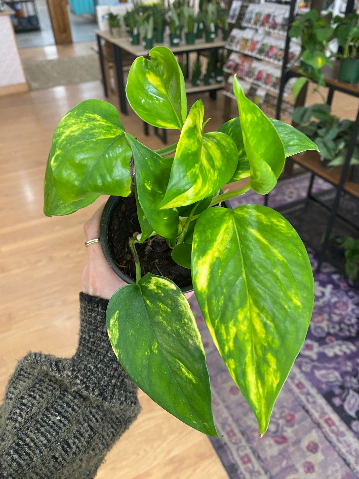 Epipremnum ‘Hawaiian' - 4" Pot