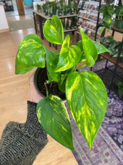 Epipremnum ‘Hawaiian' - 4" Pot