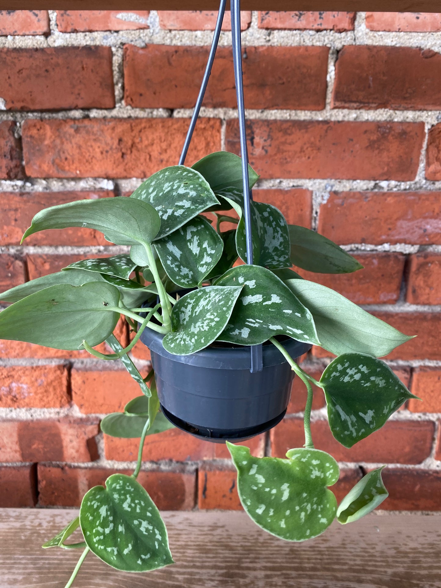 Scindapsus ‘Satin Pothos’