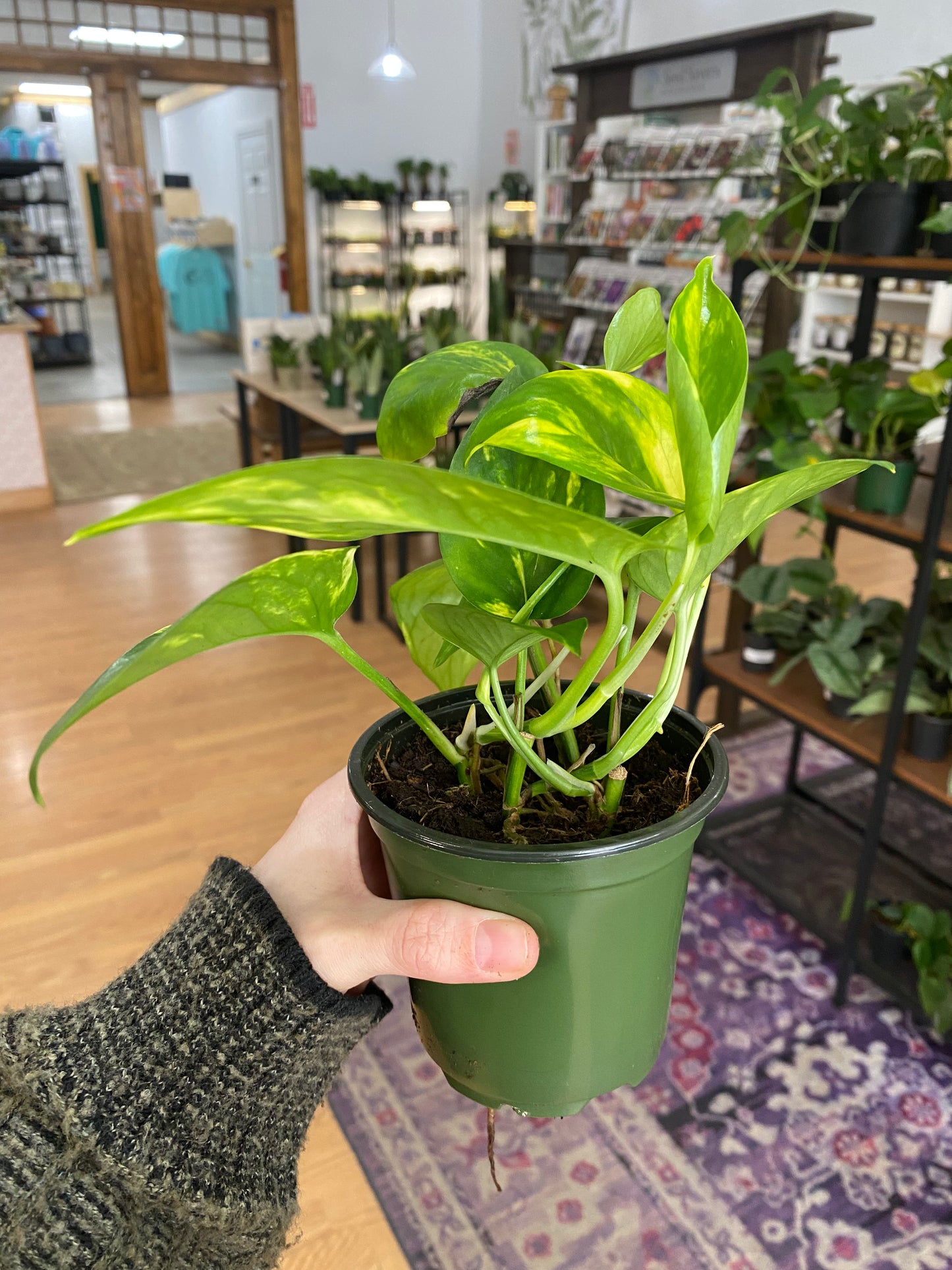 Epipremnum ‘Hawaiian' - 4" Pot