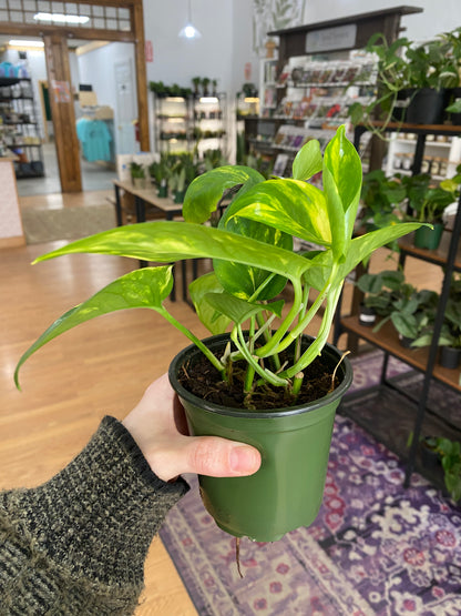 Epipremnum ‘Hawaiian' - 4" Pot