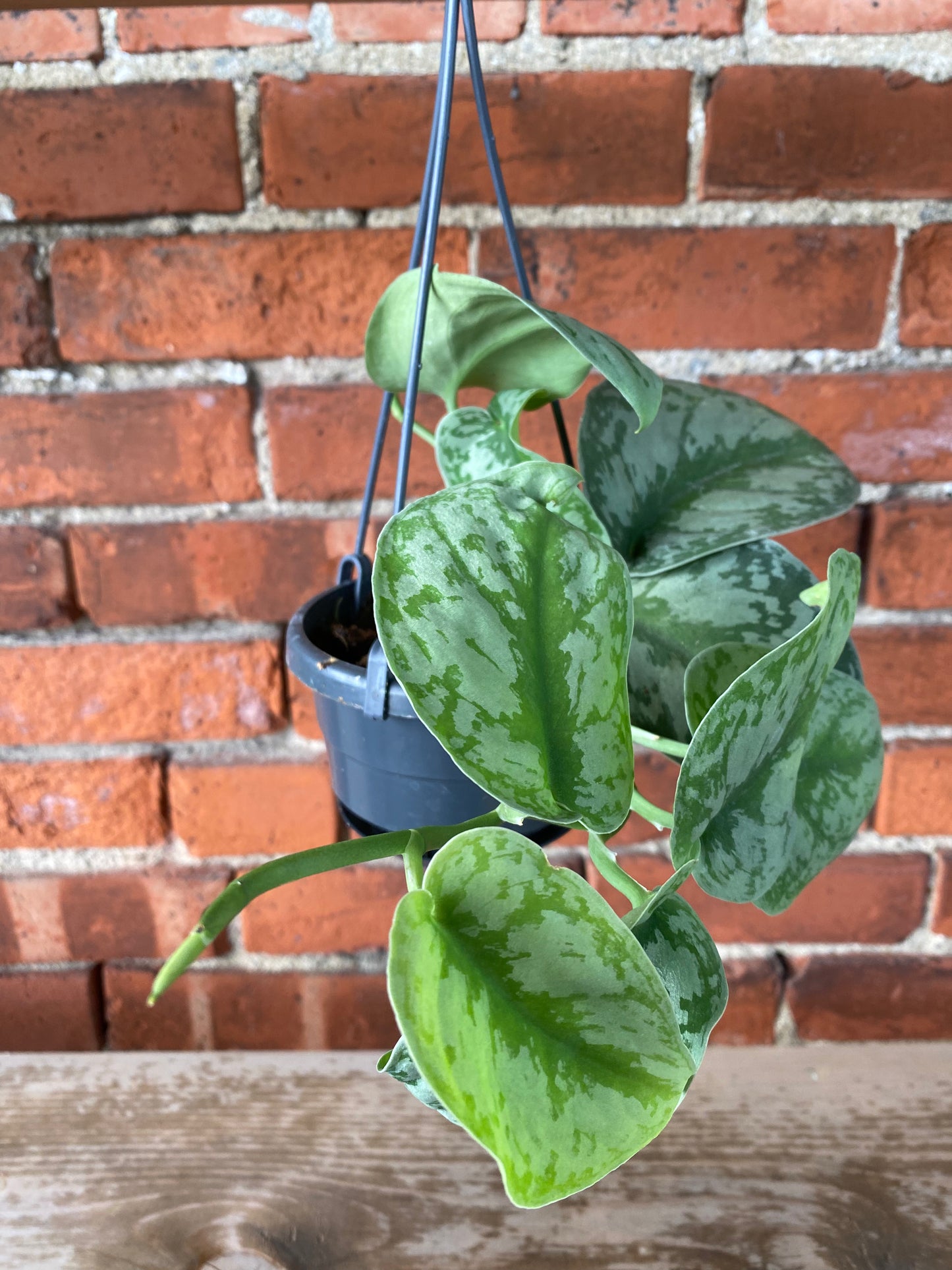 Scindapsus pictus ‘Exotica’