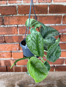Scindapsus pictus ‘Exotica’