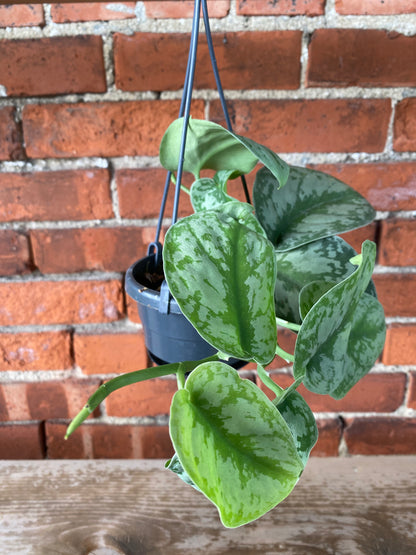 Scindapsus pictus ‘Exotica’