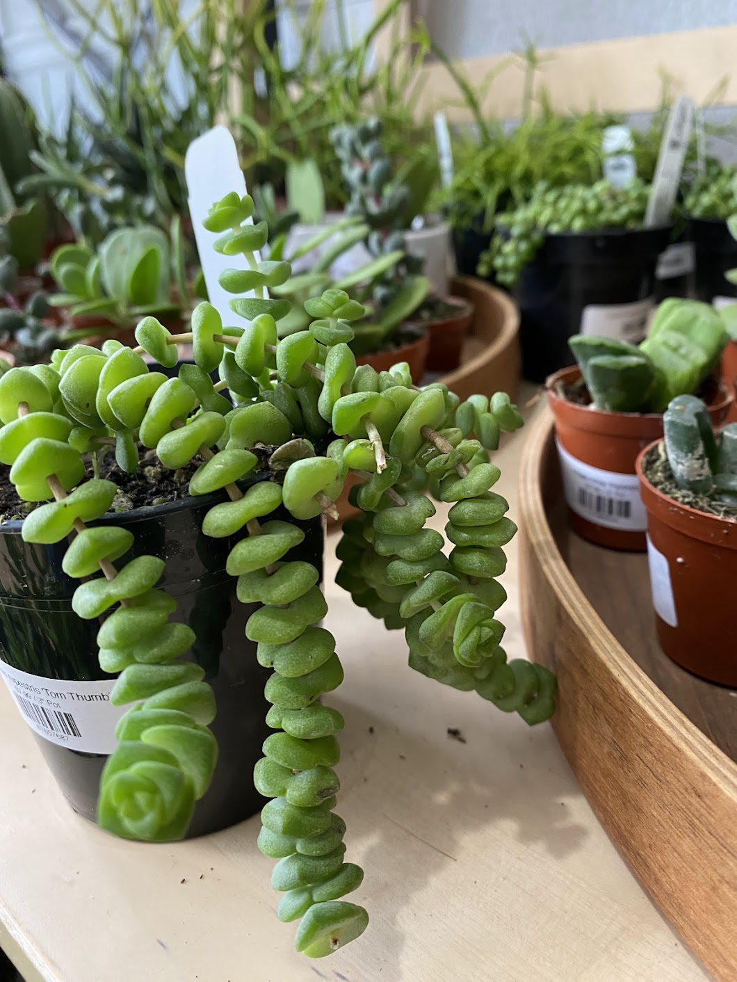 Crassula rupestris 'Tom Thumb’
