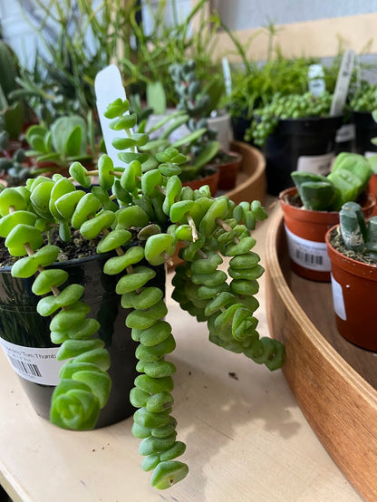 Crassula rupestris 'Tom Thumb’