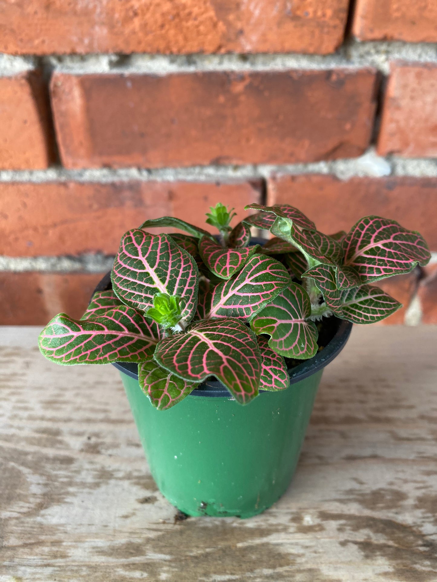 Fittonia ‘Pink Nerve Plant’ - 3" Pot