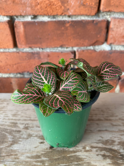 Fittonia ‘Pink Nerve Plant’ - 3" Pot