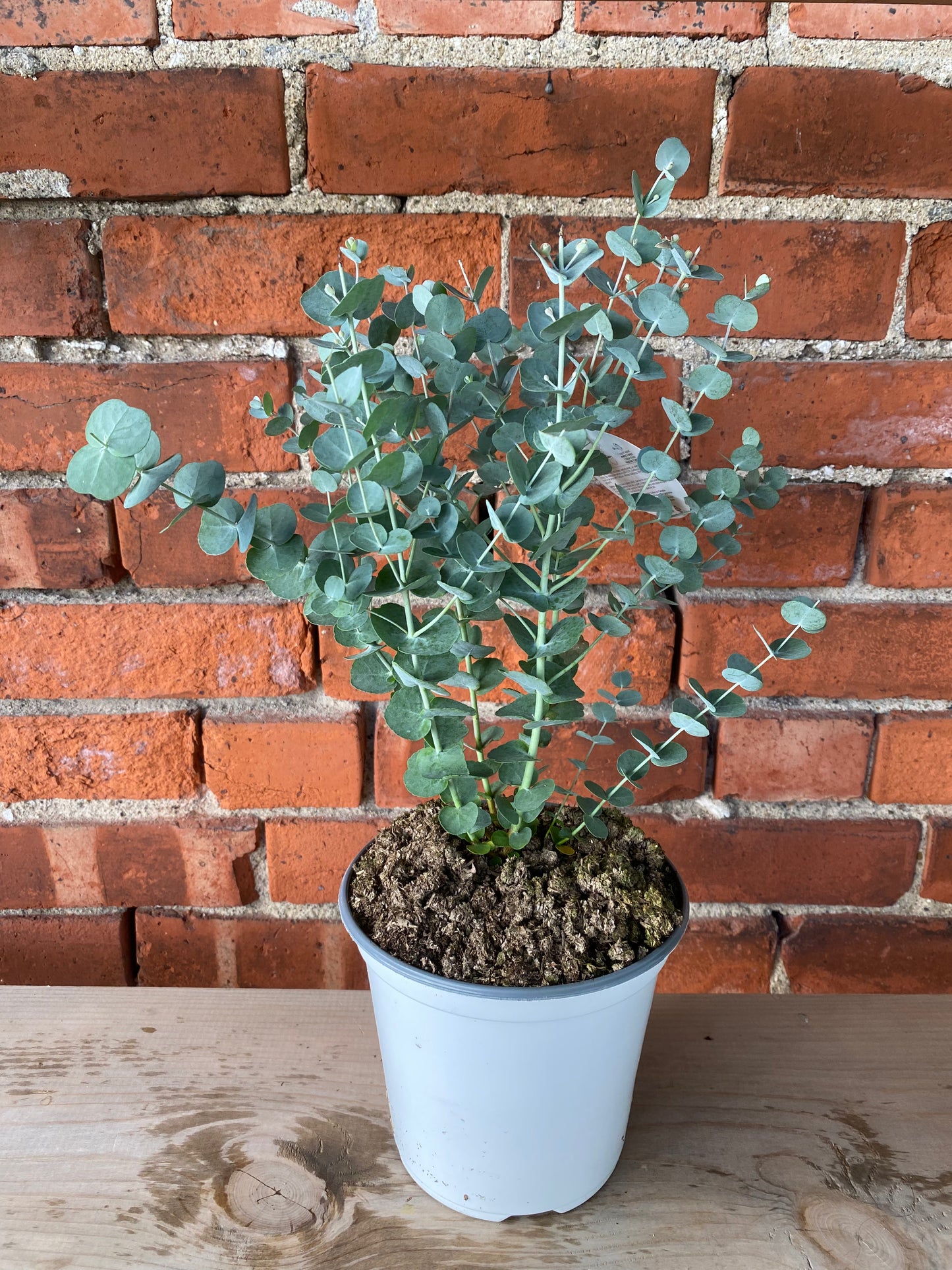 Eucalyptus 'Glacier' - 6" Pot