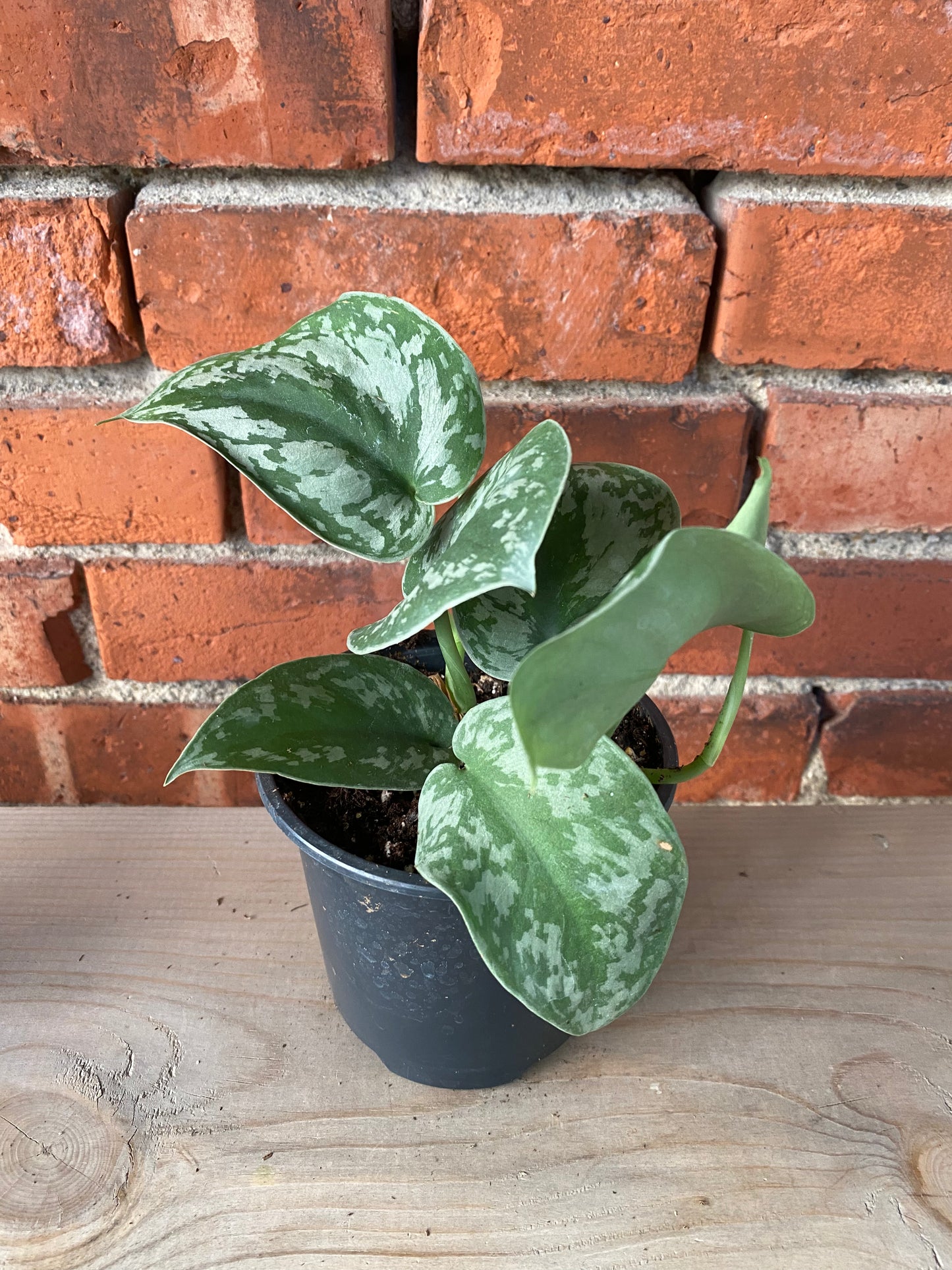 Scindapsus pictus ‘Exotica’