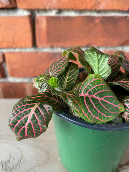 Fittonia ‘Pink Nerve Plant’ - 3" Pot