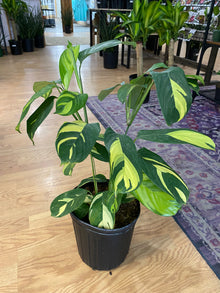 Ctenanthe lubbersiana 'Golden Mosaic' - 10" Pot
