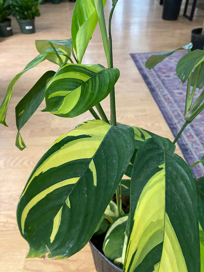 Ctenanthe lubbersiana 'Golden Mosaic' - 10" Pot