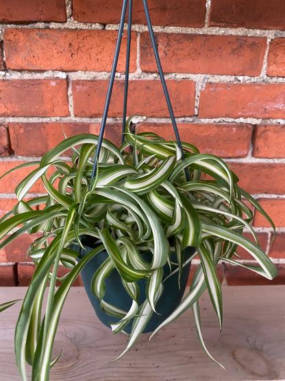 Chlorophytum comosum ‘Variegated Bonnie Spider Plant’
