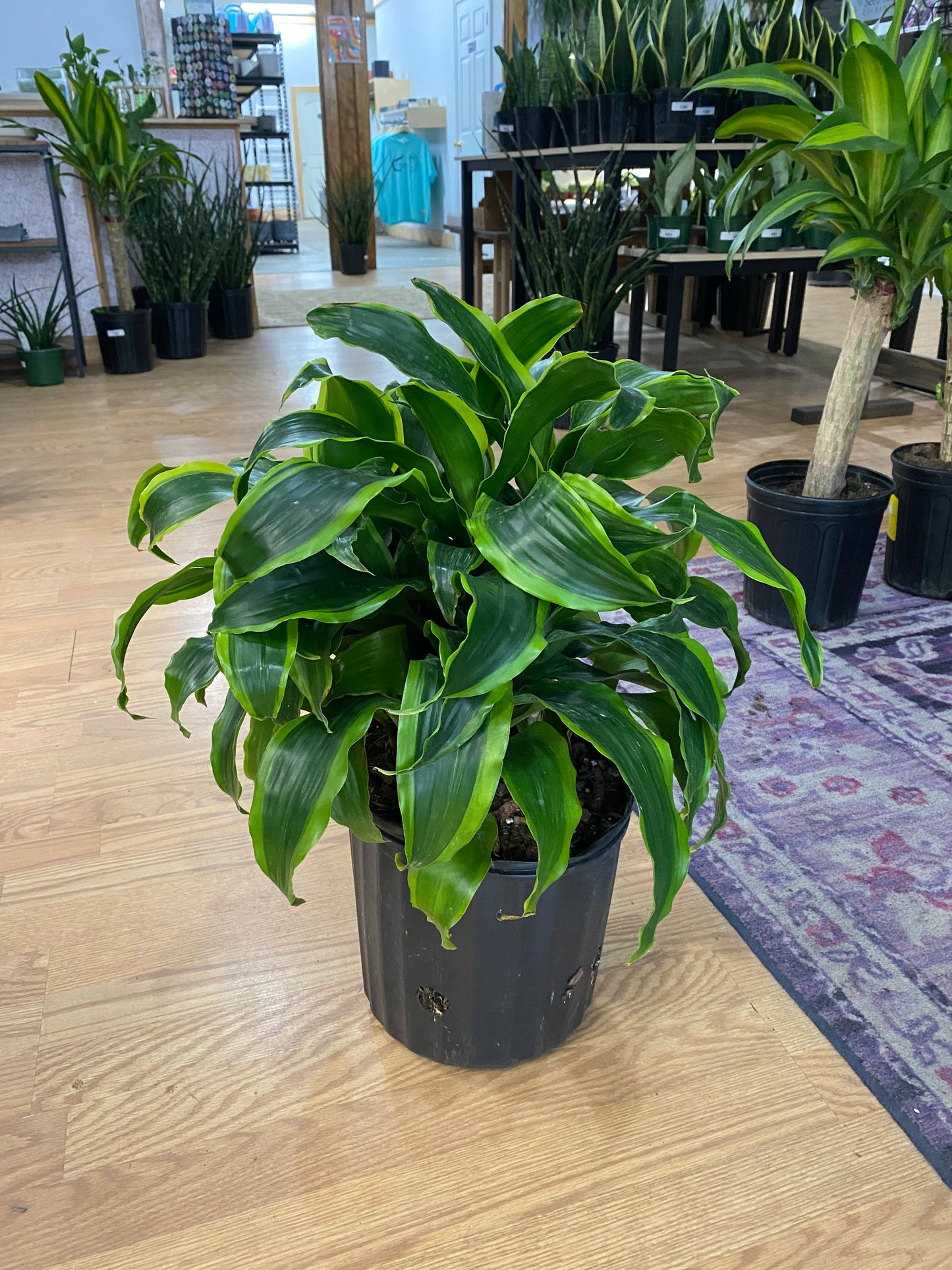 Dracaena 'Dragon Dorado'