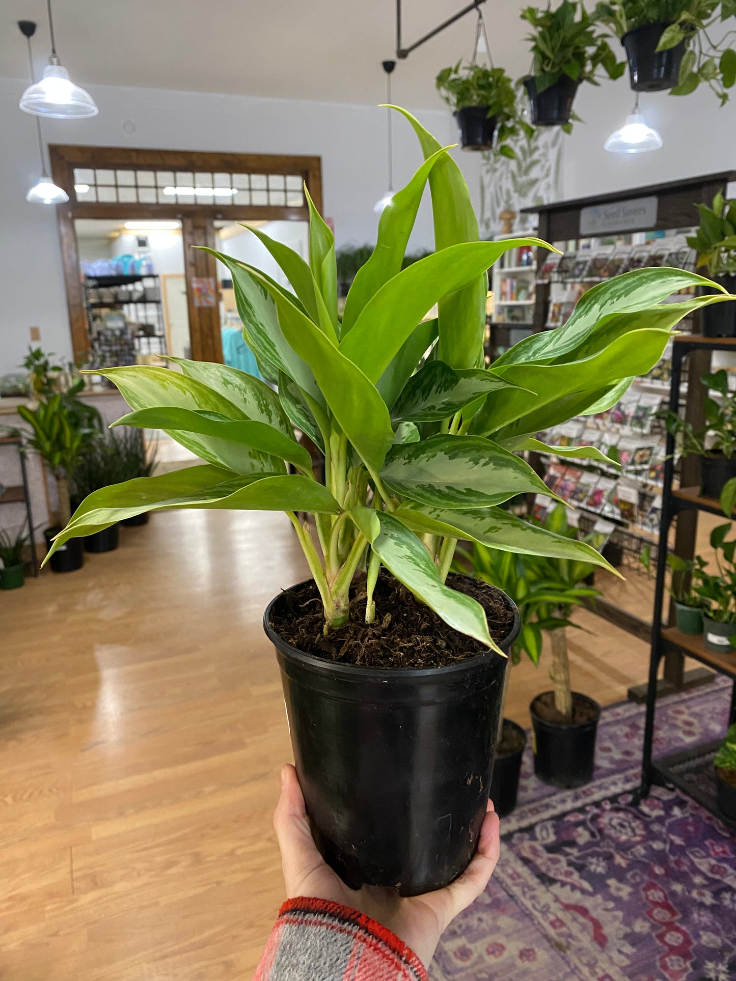 Aglaonema 'Leprechaun' - 6" Pot