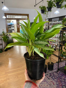 Aglaonema 'Leprechaun' - 6" Pot