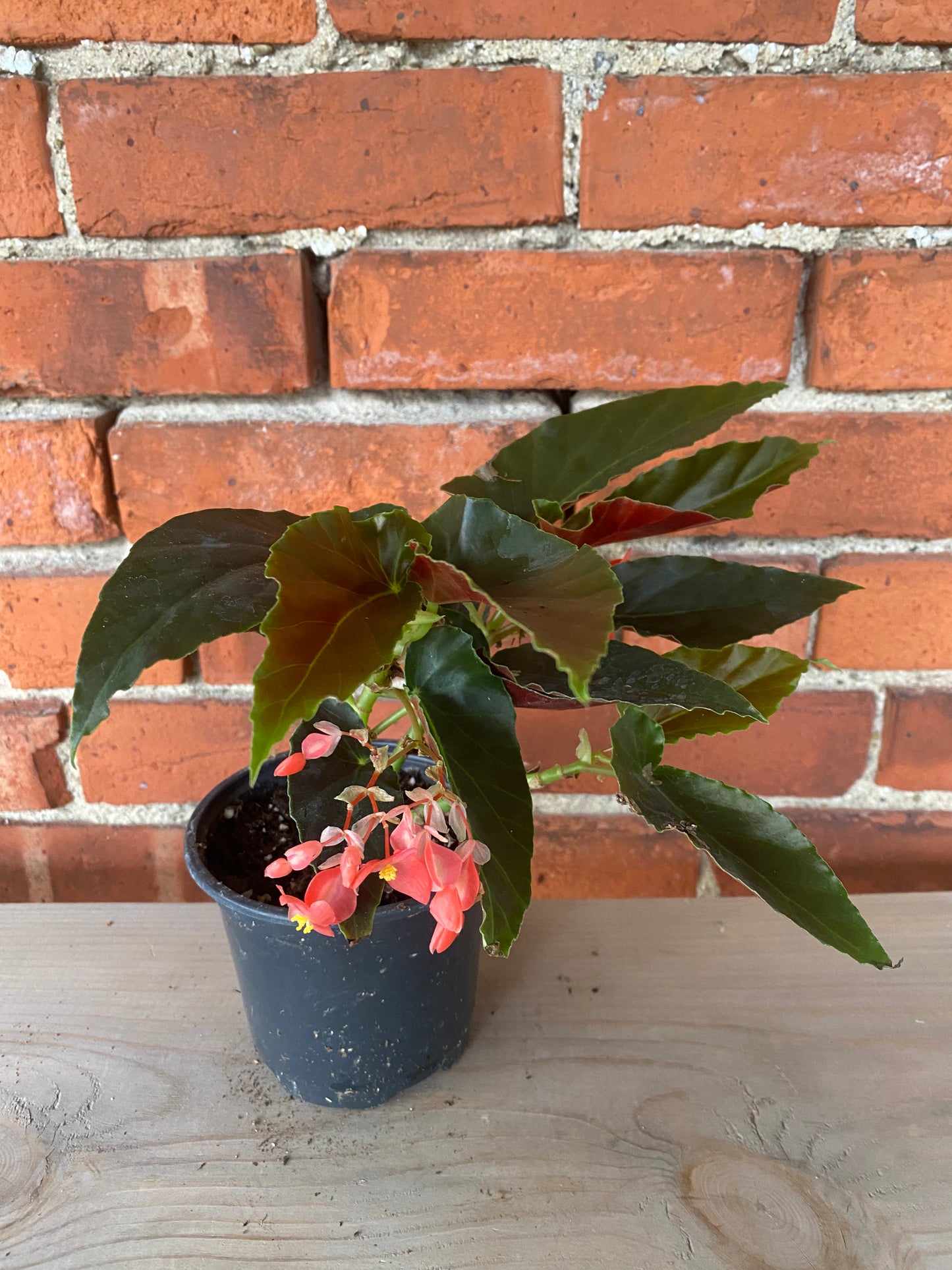 Begonia coccinea 'Torch' - 4.5" Pot
