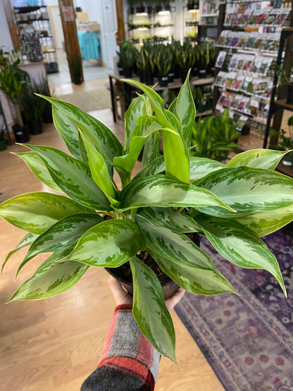 Aglaonema 'Leprechaun' - 6" Pot