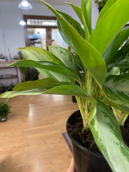 Aglaonema 'Leprechaun' - 6" Pot