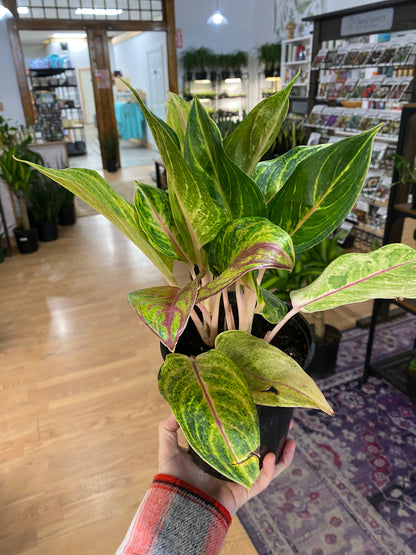 Aglaonema 'Golden Flourite' - 6" Pot
