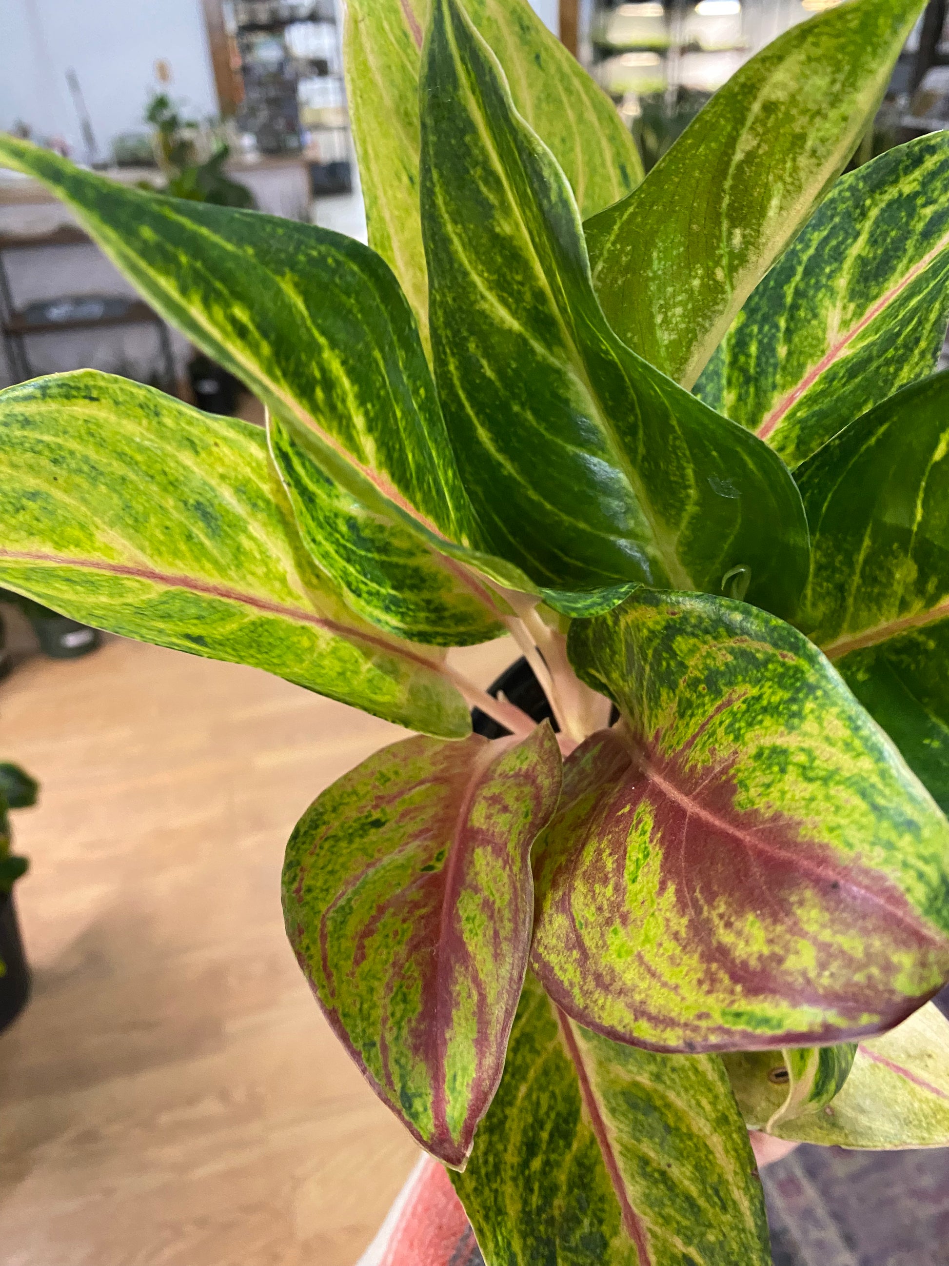 aglaonema golden fluorite Aglaonema 'Golden Flourite'