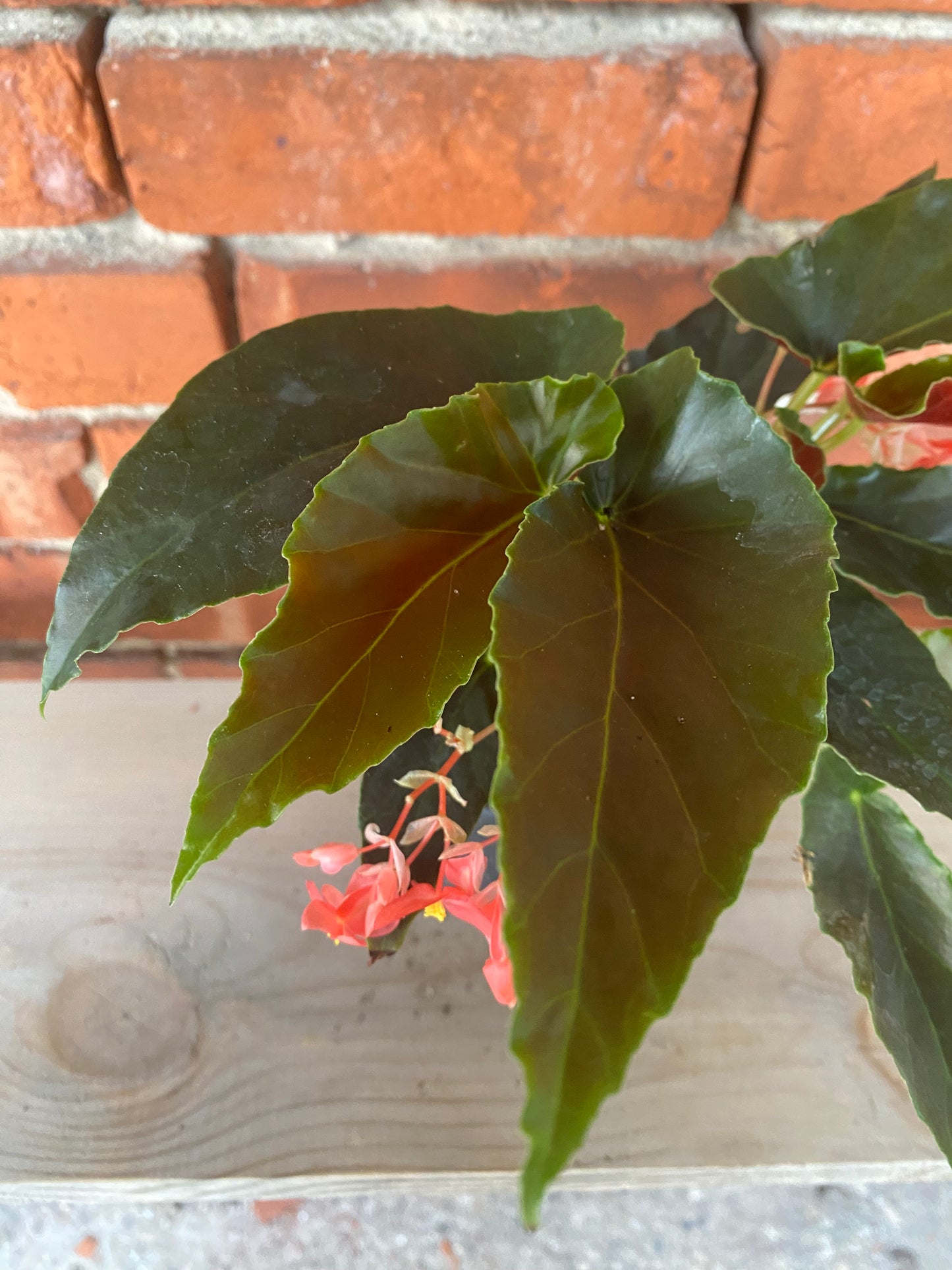 Begonia coccinea 'Torch' - 4.5" Pot
