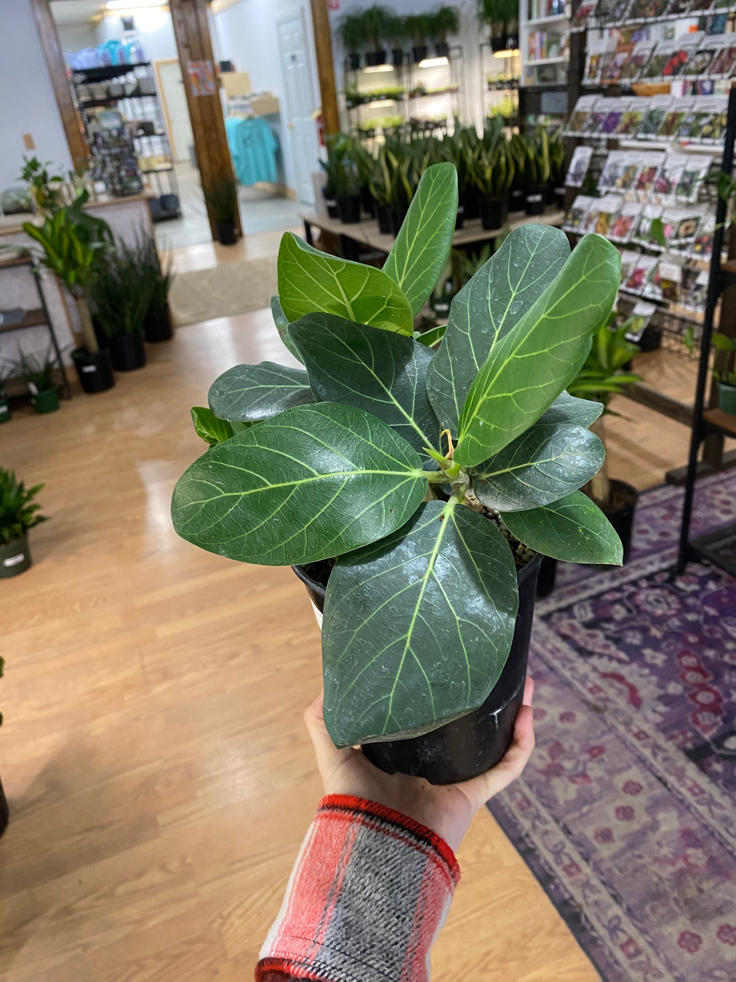 Ficus benghalensis ‘Ficus Audrey’