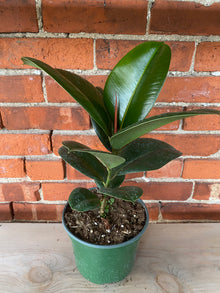 Ficus elastica 'Chloe' - 6.5" Pot