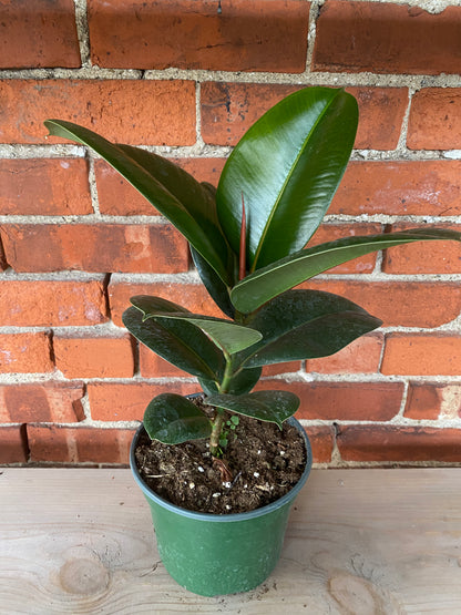 Ficus elastica 'Chloe' - 6.5" Pot