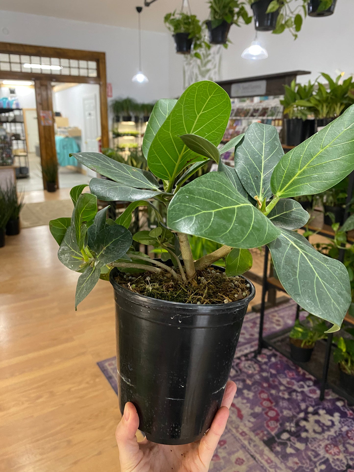 Ficus benghalensis ‘Ficus Audrey’