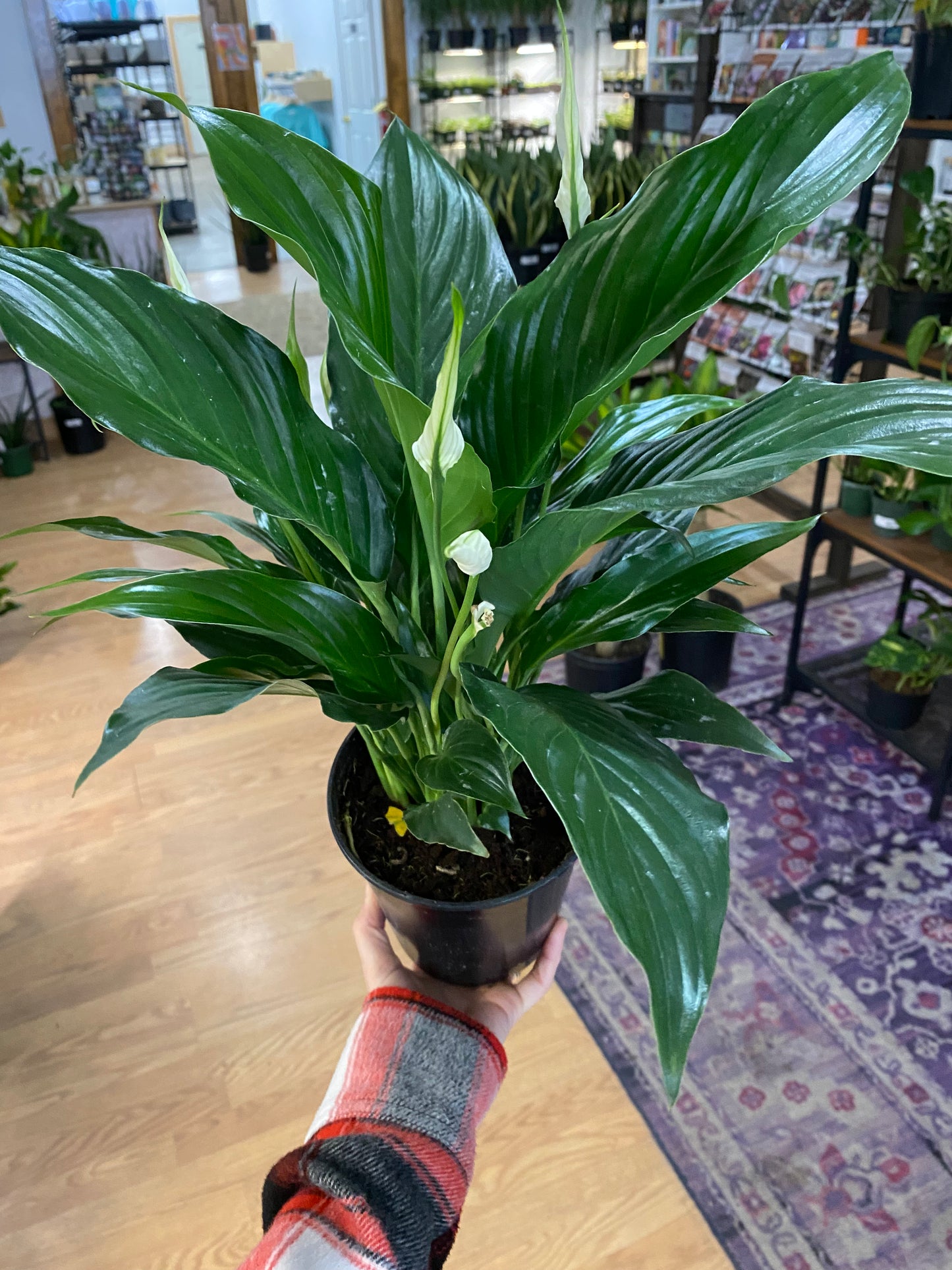 Spathiphyllum ‘Peace Lilly’