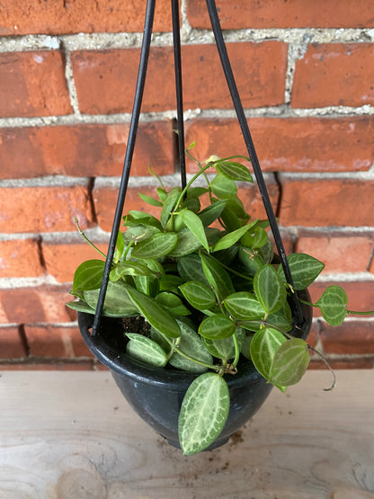 Dischidia ovata 'Watermelon' - 4" Hanging Basket