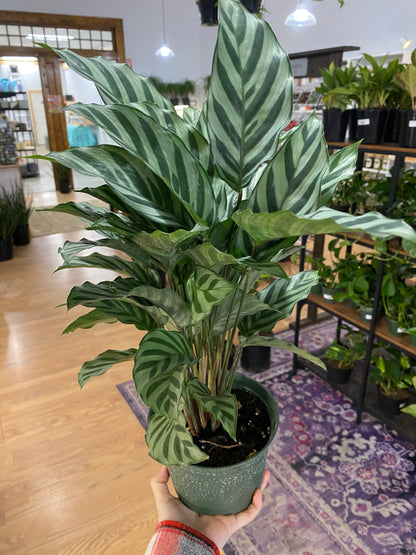 Calathea conncinna - 6" Pot