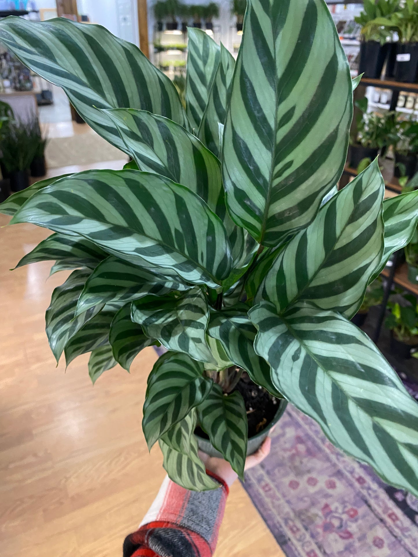 Calathea conncinna - 6" Pot