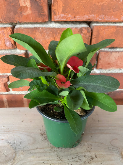 Euphorbia milii 'Cardinal Crown of thorns'