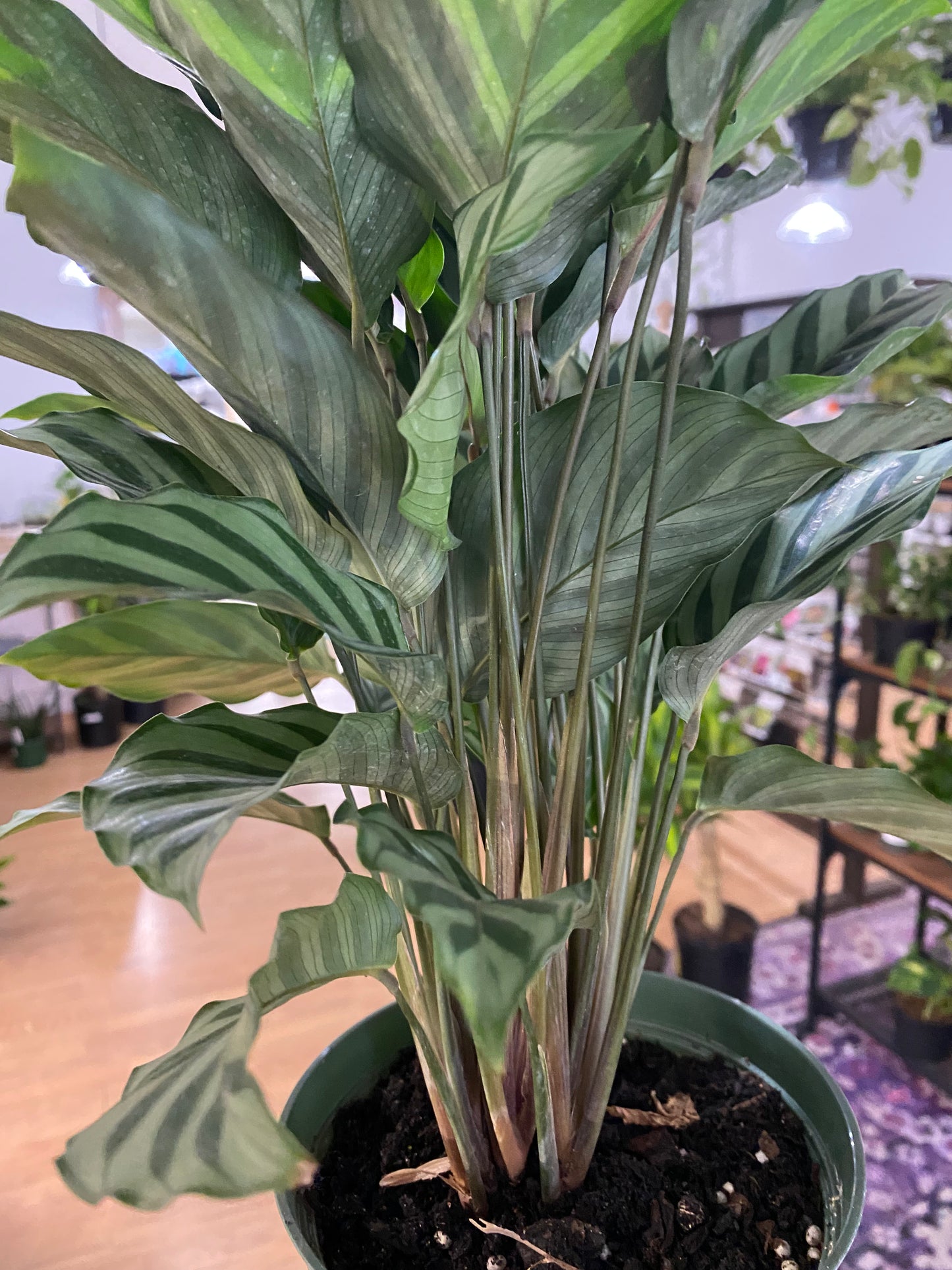 Calathea conncinna - 6" Pot