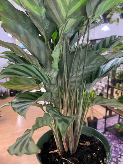 Calathea conncinna - 6" Pot