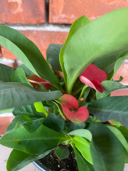 Euphorbia milii 'Cardinal Crown of thorns'