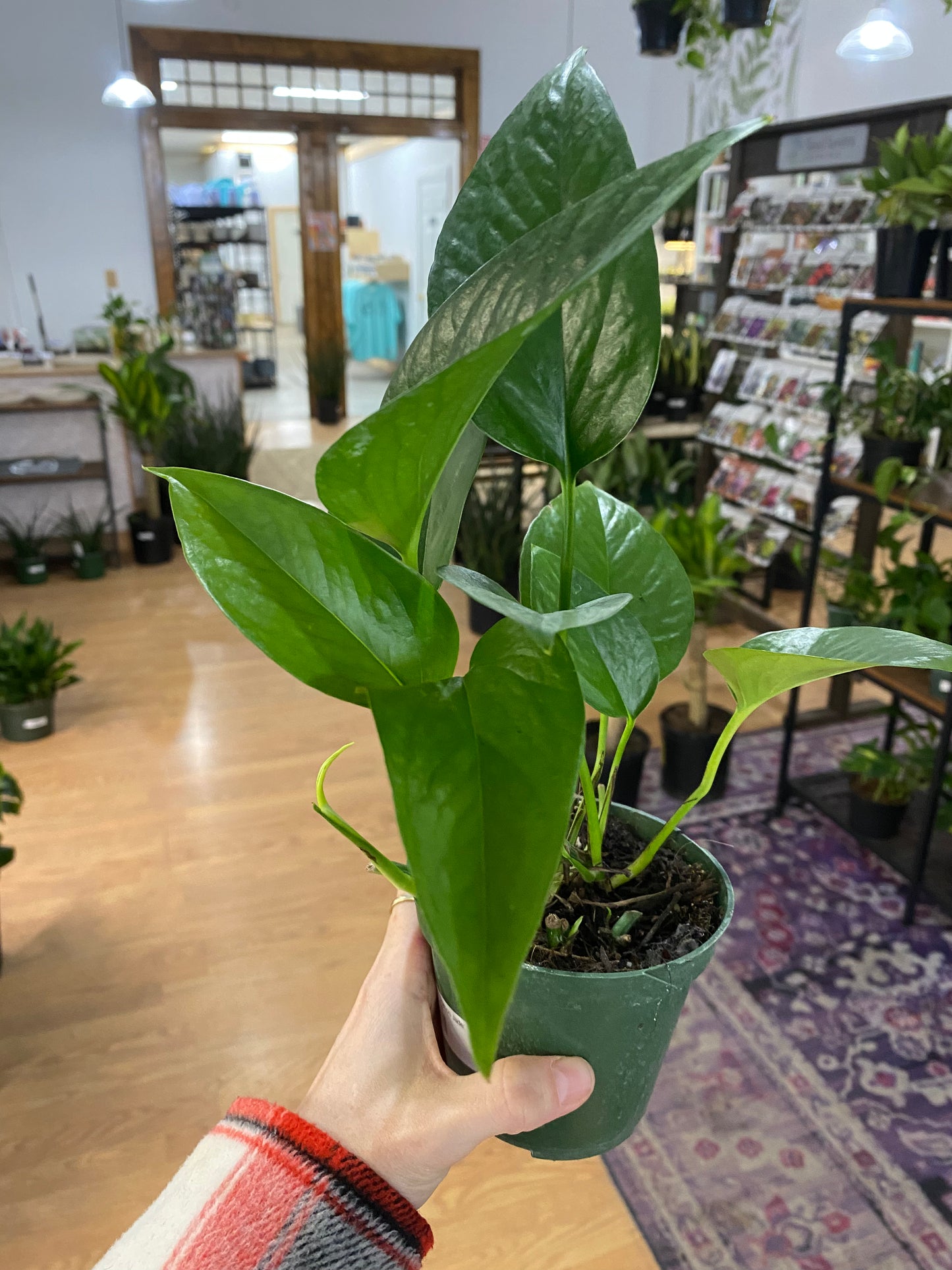 Epipremnum Aureum 'Pothos Jade'
