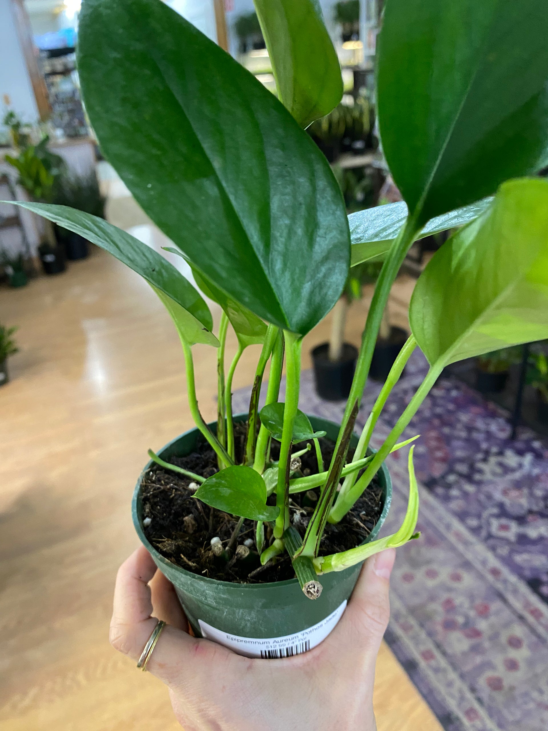 pothos emerald Epipremnum Aureum 'Pothos Jade' – Snakeroot Botanicals