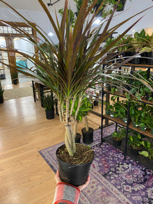 Dracaena Marginata ‘Magenta’ -6" Pot
