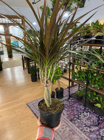 Dracaena Marginata ‘Magenta’ -6" Pot