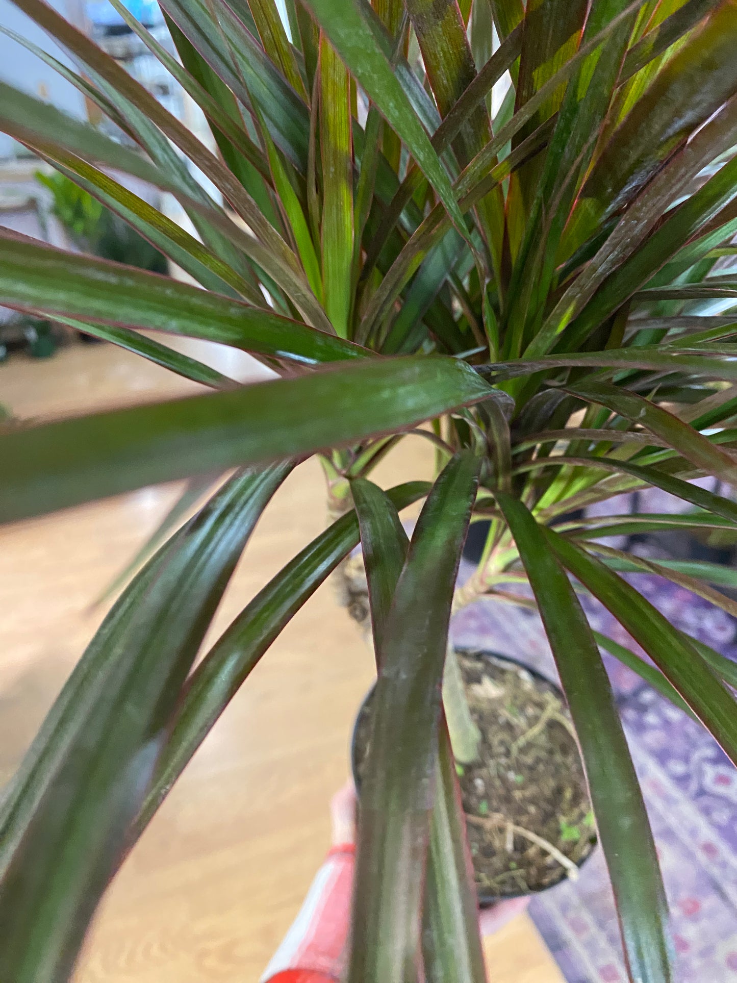 Dracaena Marginata ‘Magenta’ -6" Pot