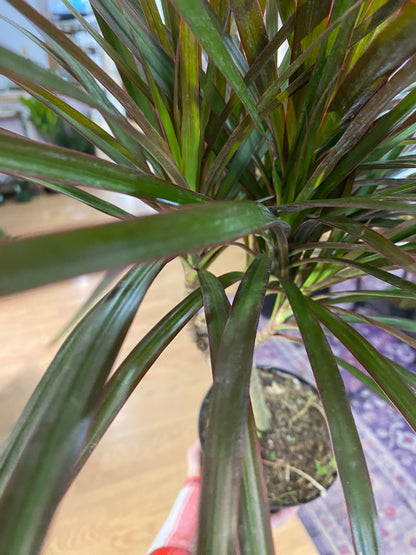 Dracaena Marginata ‘Magenta’ -6" Pot