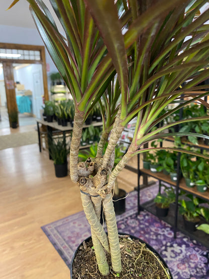 Dracaena Marginata ‘Magenta’ -6" Pot