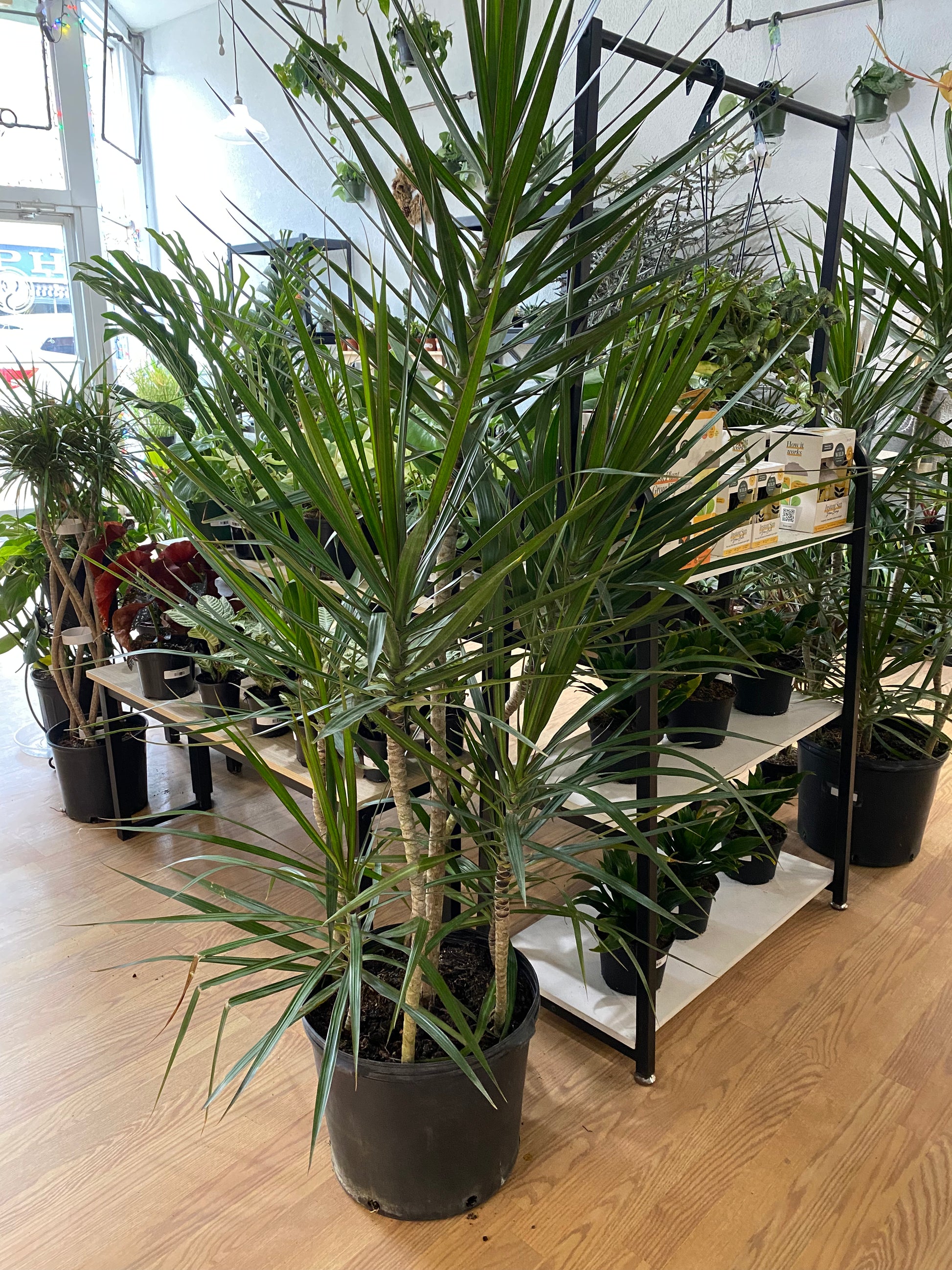 green dracaena plant Dracaena marginata 'Green' – Snakeroot Botanicals