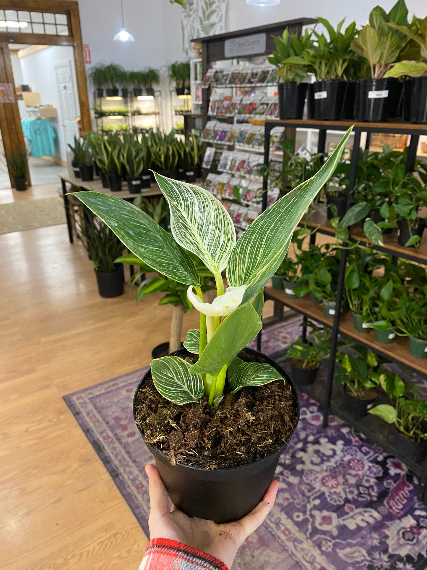 Philodendron 'Birkin'