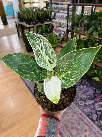 philodendron birkin pet safe Philodendron 'Birkin' – Snakeroot Botanicals